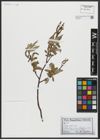 Foto von Salix alba L.